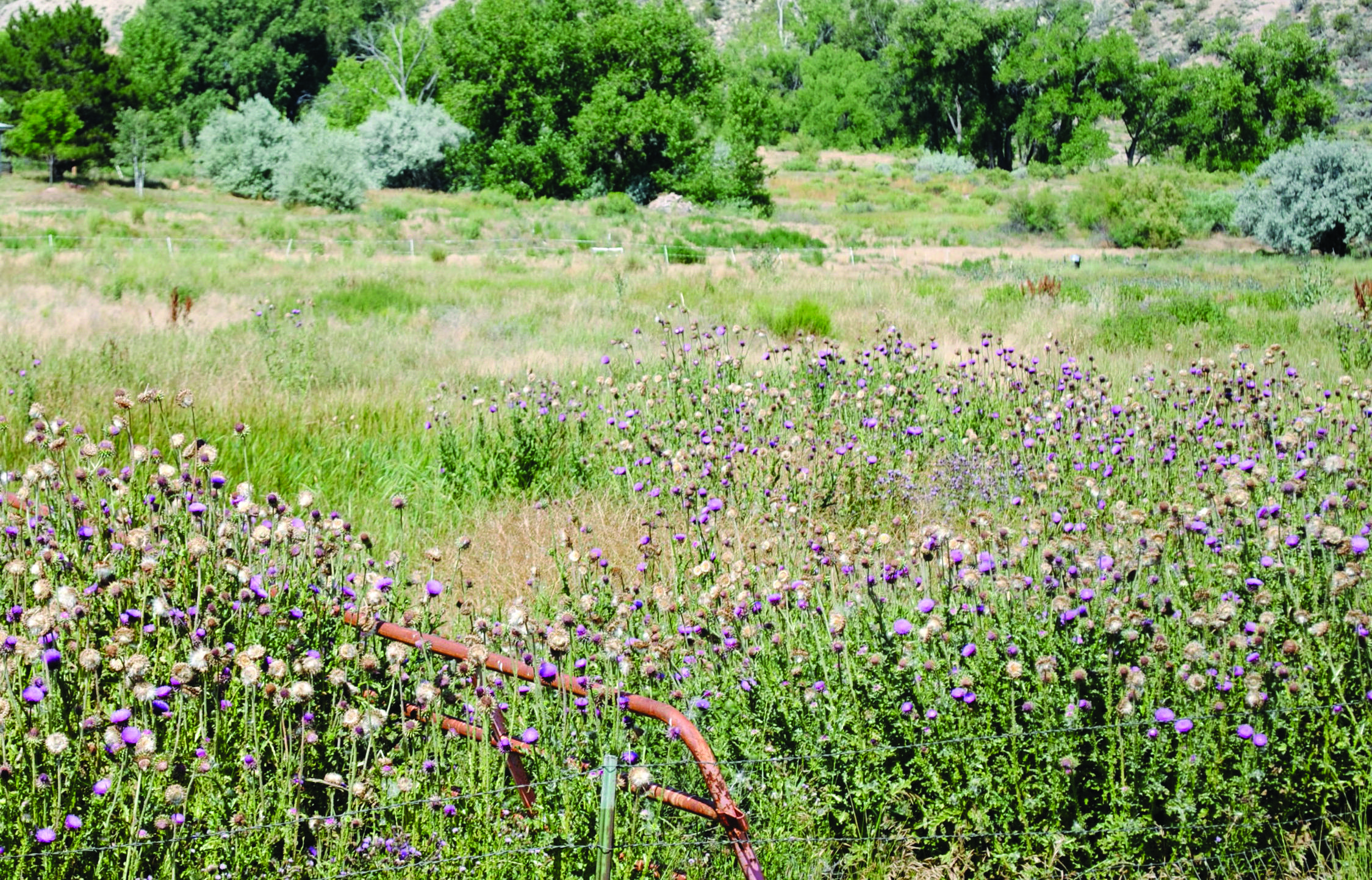 thistles